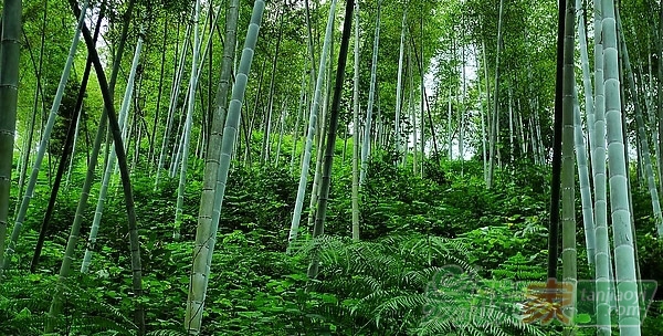 竹林碳匯研究成果在聯合國氣候變化大會受追捧