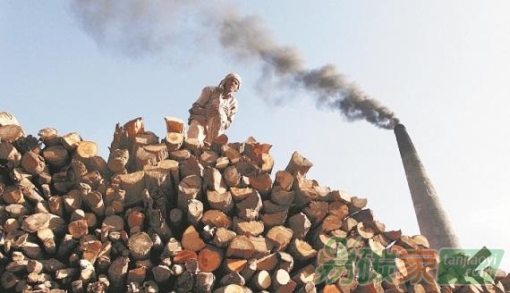 歐洲木材能源政策竟成氣候變暖的新殺手